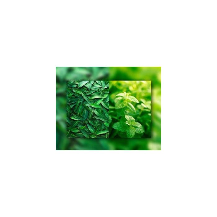 Eucalyptus & Spearmint