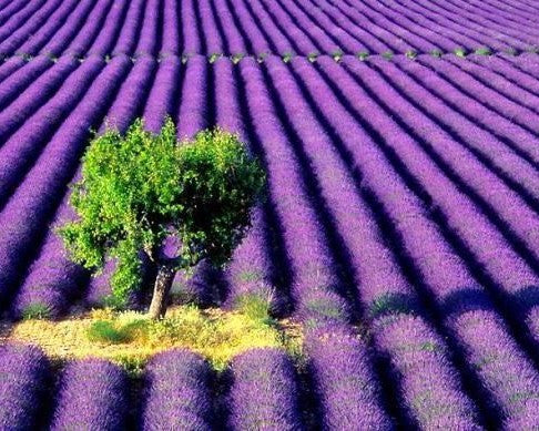 Lavender